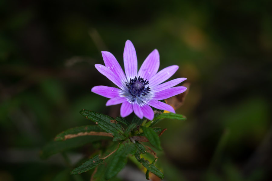 Anémone, fleurs de la Maddalena au printemps