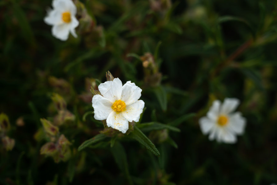 Cistes blanches, la Sardaigne au printemps