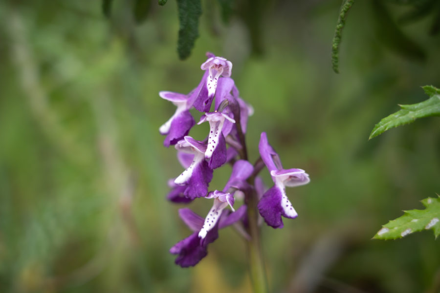 Orchis, fleur en Sardaigne au printemps