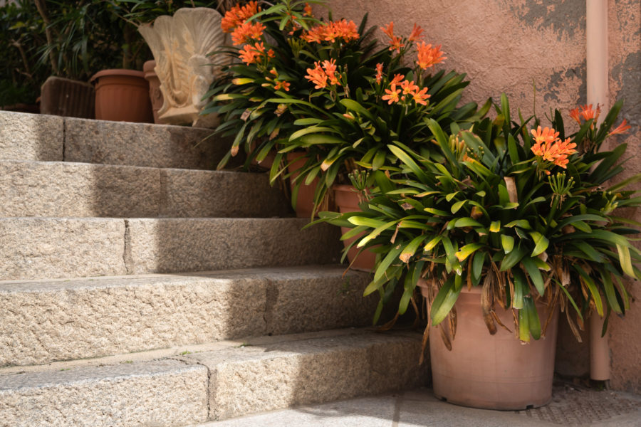 Plantes dans un escalier à la Maddalena, Sardaigne