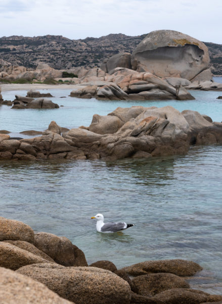 Goéland qui se baigne à la plage testa di polpo en Sardaigne