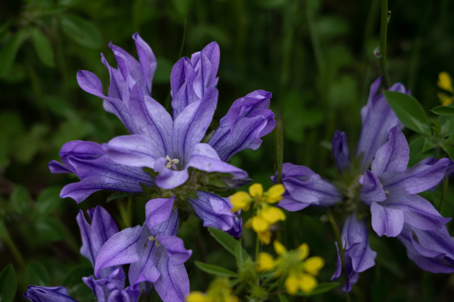 Campanules, le Monténégro au printemps