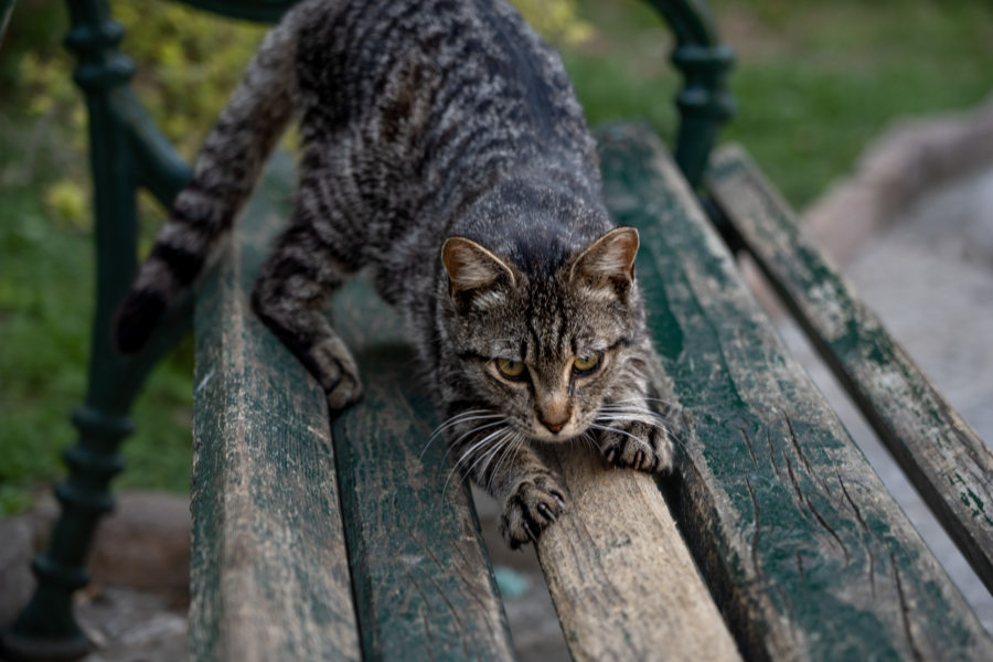 Chat sur un banc à Kotor