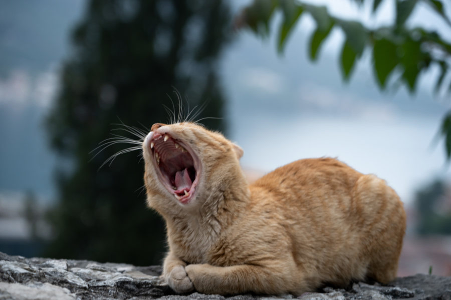 Chat qui baille à Kotor