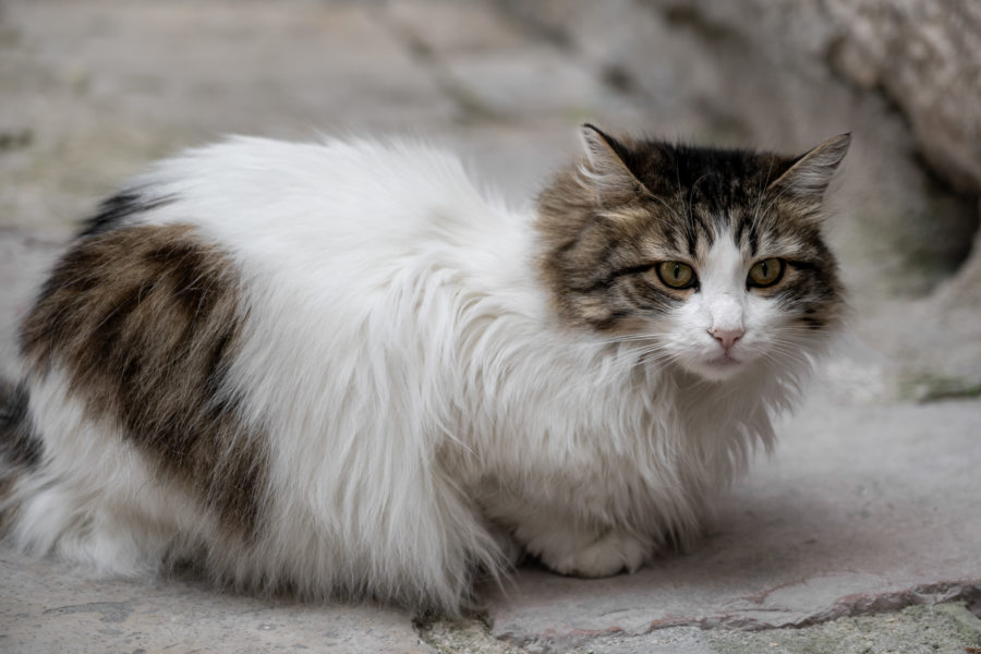 Chat à Kotor