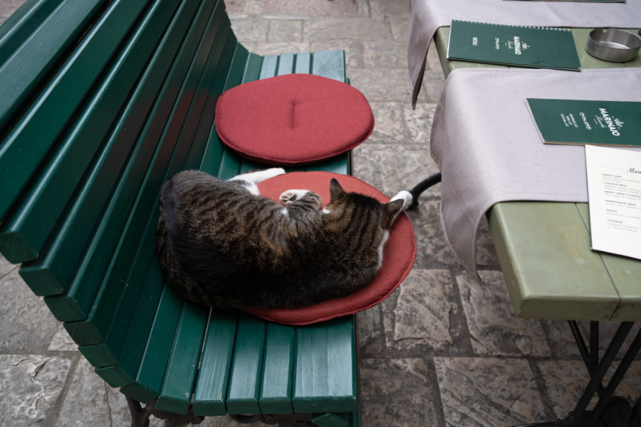 Sieste d'un chat dans la ville de Kotor