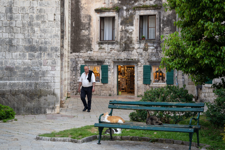 Chat et promeneur dans la vieille ville de Kotor
