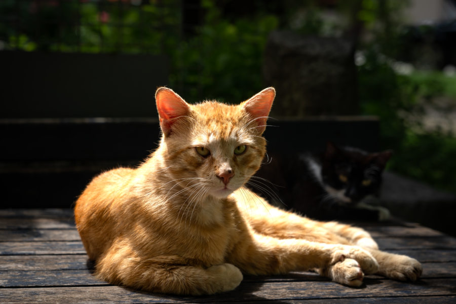 Chat dans une rue de Virpazar