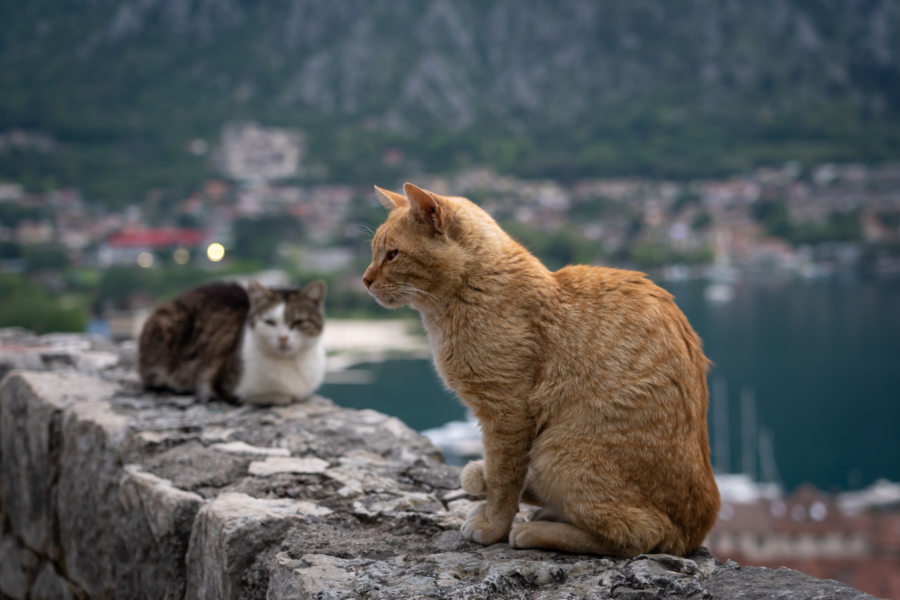 Chats sur la forteresse de Kotor