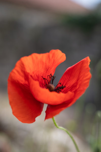 Coquelicot