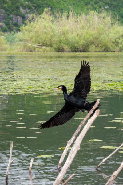 Cormoran sur le lac de Skadar au Monténégro