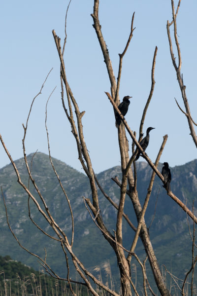 Cormorans dans un arbre