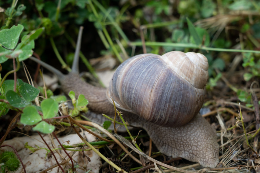 Escargot turc