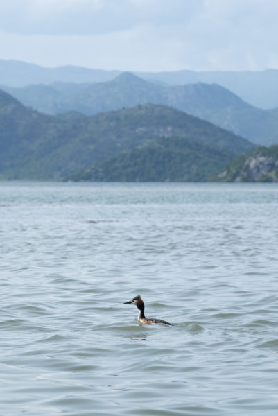 Grèbe huppé sur le lac de Skadar