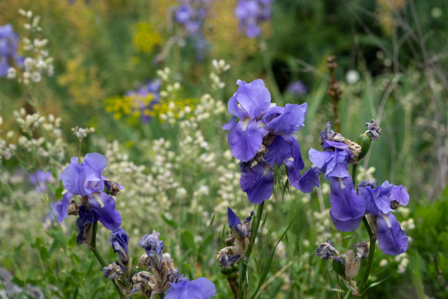 Iris, Kotor au printemps