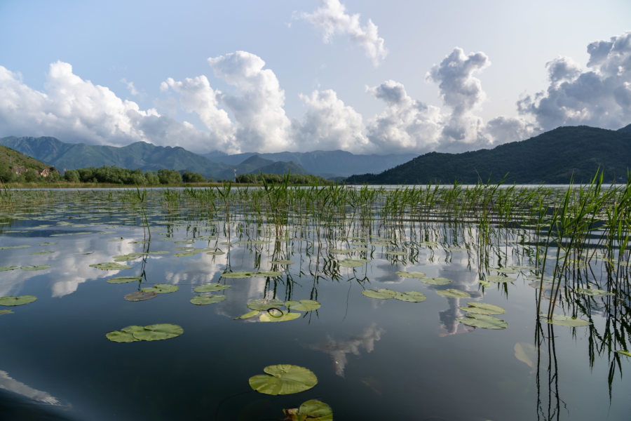 Nénuphars sur le lac de Skadar au Monténégro