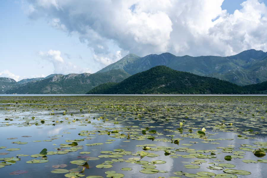 Lac de Skadar au Monténégro