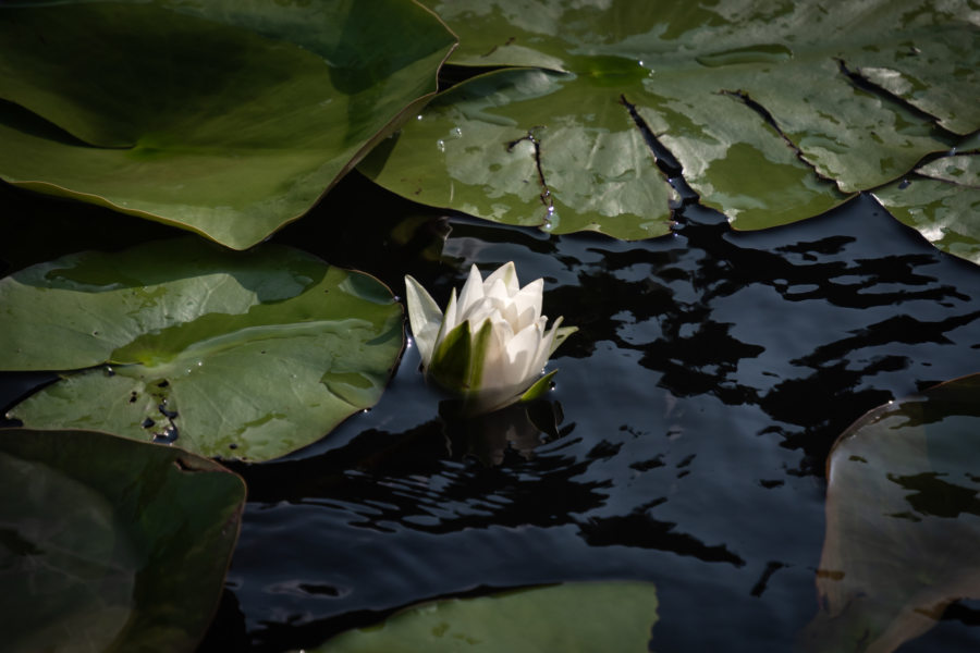 Nénuphar sur le lac de Skadar au Monténégro