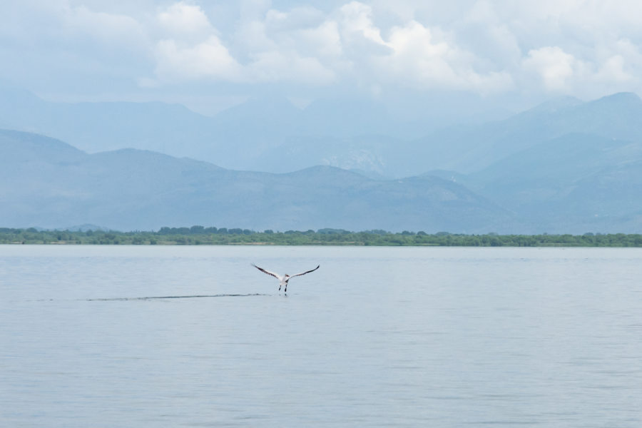 Pélican sur le lac de Skadar, voyage au Monténégro