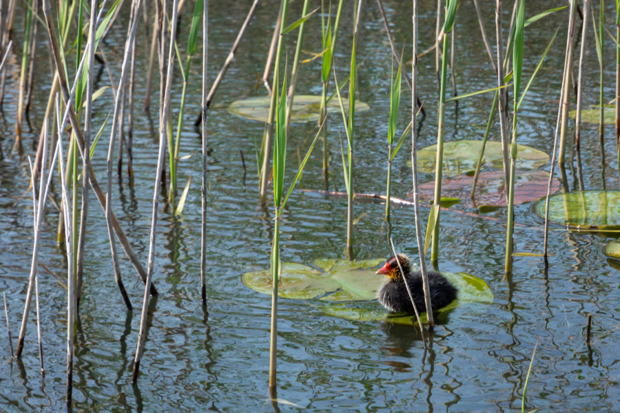 Poule d'eau, poussin sur le lac de Skadar