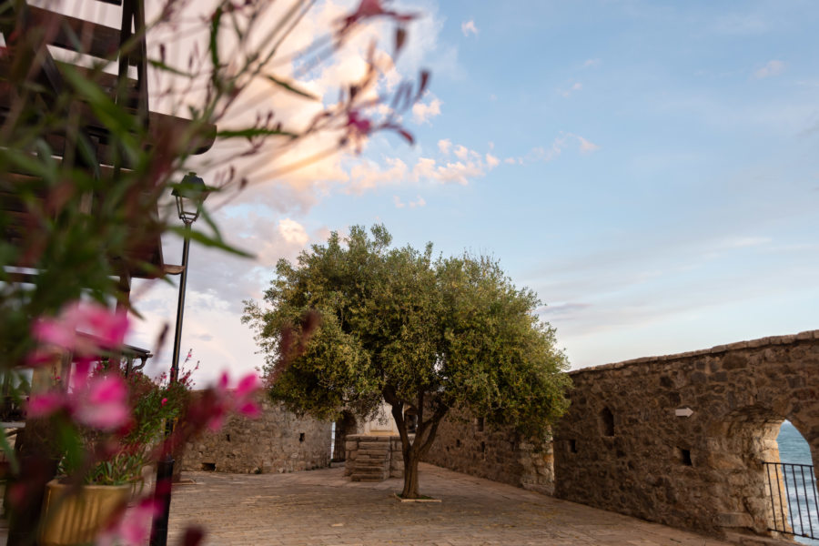 Ulcinj, vieille ville et olivier