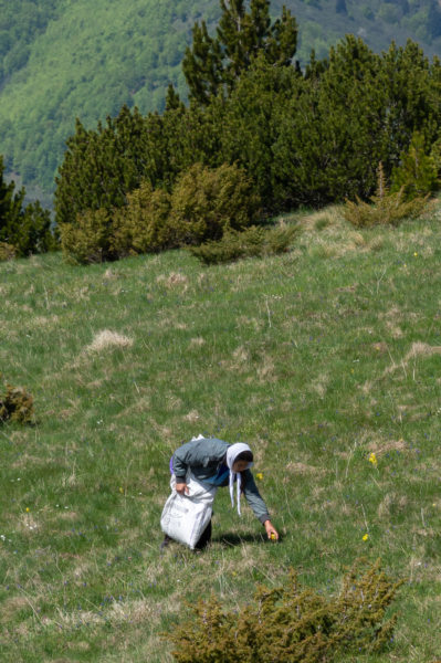 Cueillette de primevères dans la montagne au Kosovo