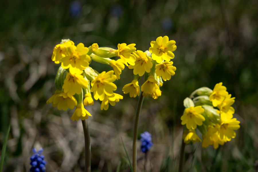 Primevères, fleurs jaunes dans la montagne