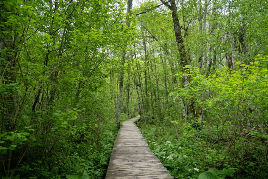 Chemin aménagé autour du lac de Biogradska Gora