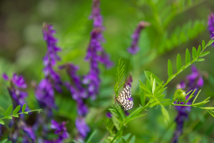 Papillon et fleurs