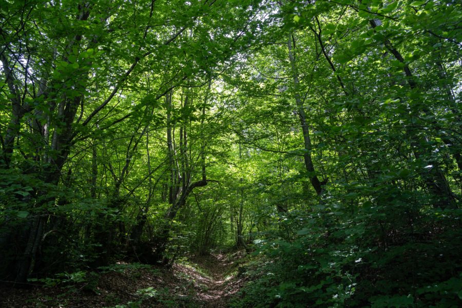 Petite randonnée dans la forêt à Kolasin, Monténégro