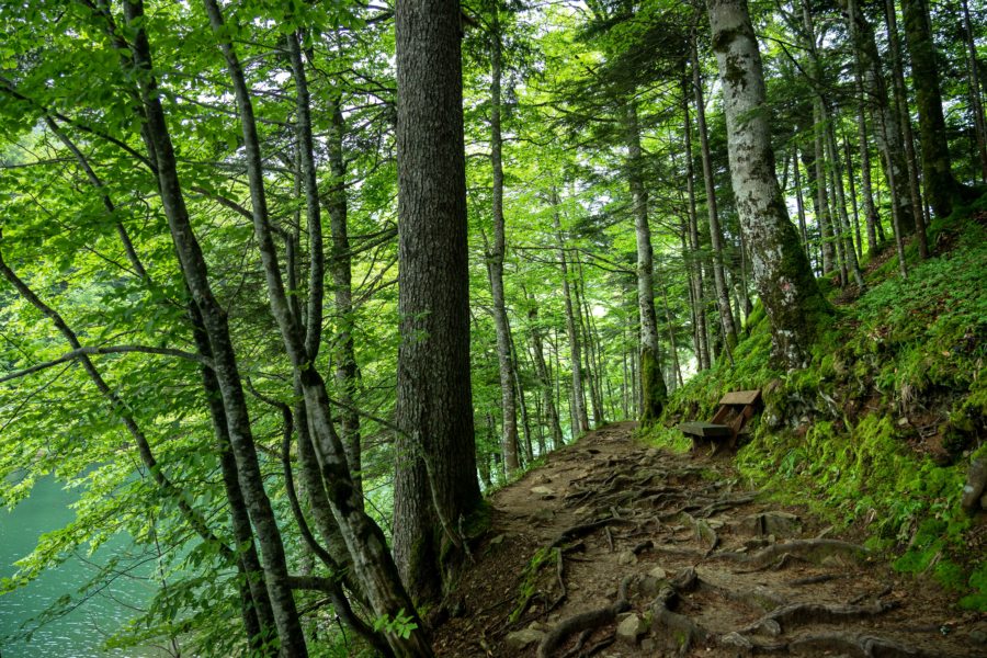 Randonnée autour du lac de Biogradska Gora au Monténégro