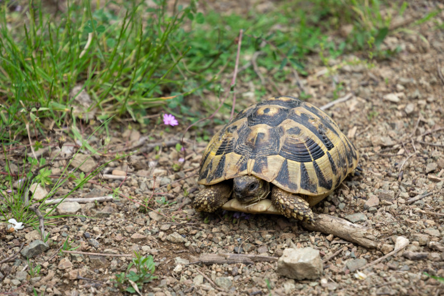 Tortue, randonnée à Peja