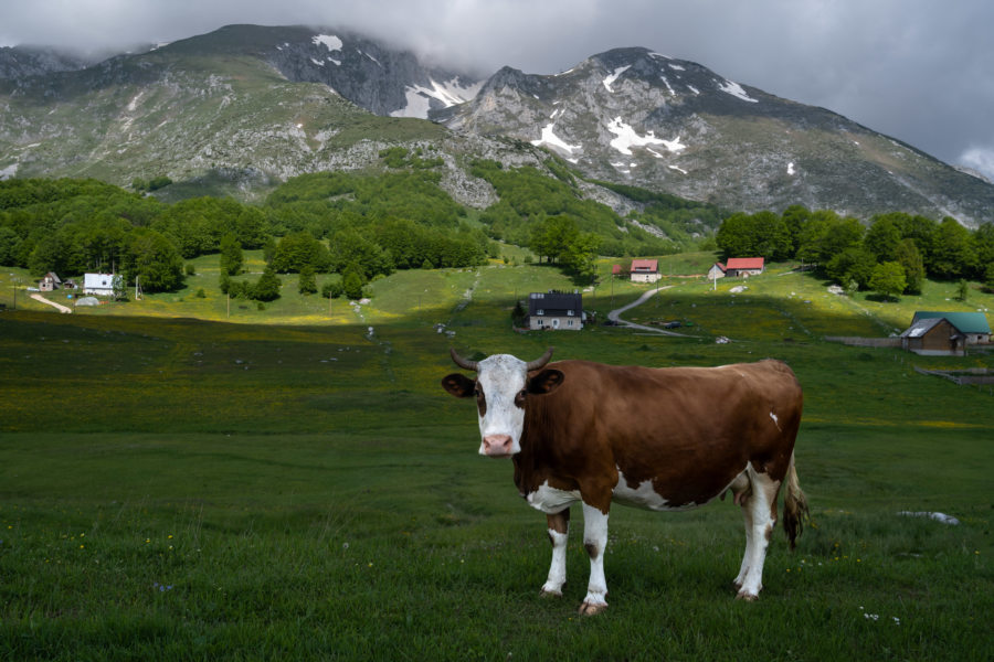 Montagne du Durmitor au Monténégro, avec vache