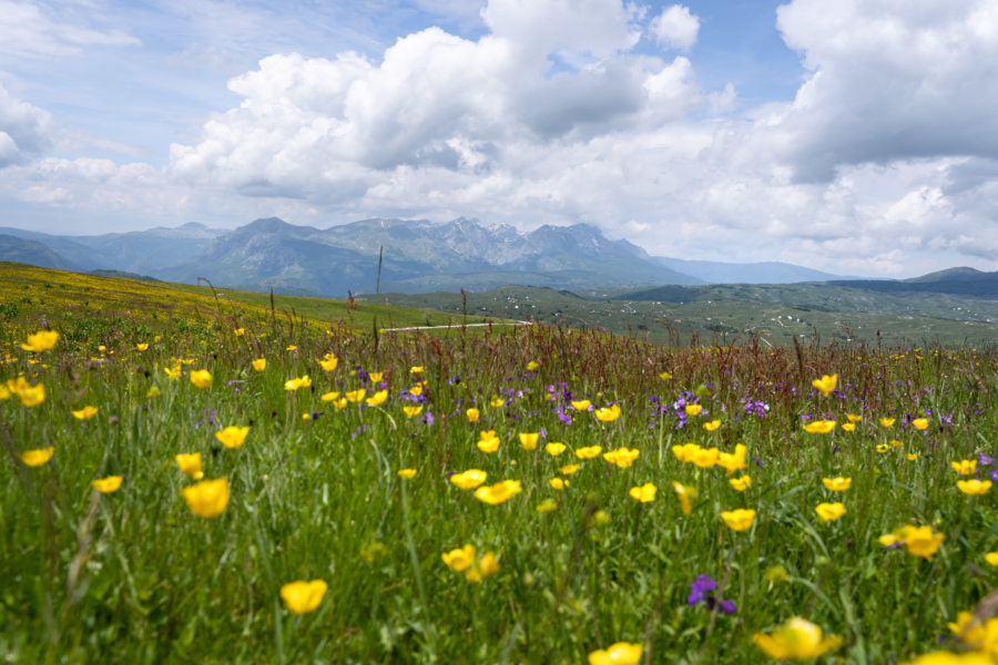 Le Durmitor ring au printemps, fleurs jaunes