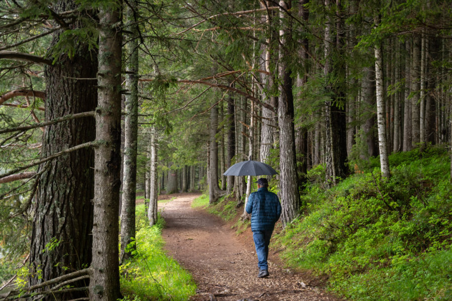 Parapluie sous la forêt, lac noir à Zabljak