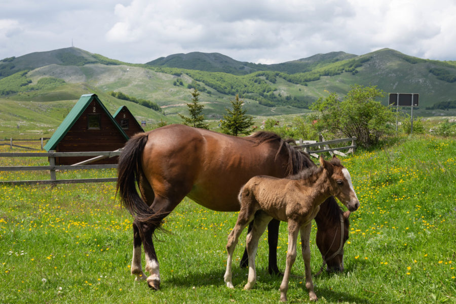 Chevaux à Trsa, village du Durmitor au Monténégro