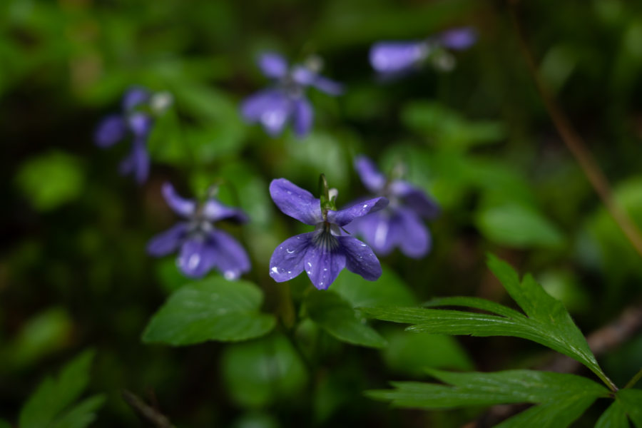 Violettes, crno jezero, Durmitor, Monténégro