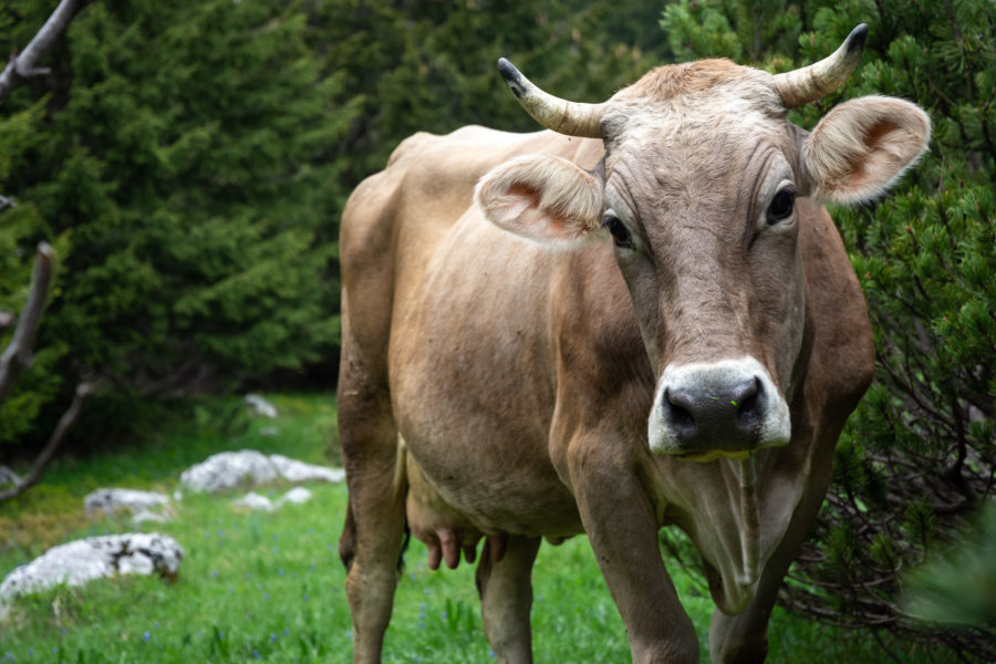 Vache monténégrine