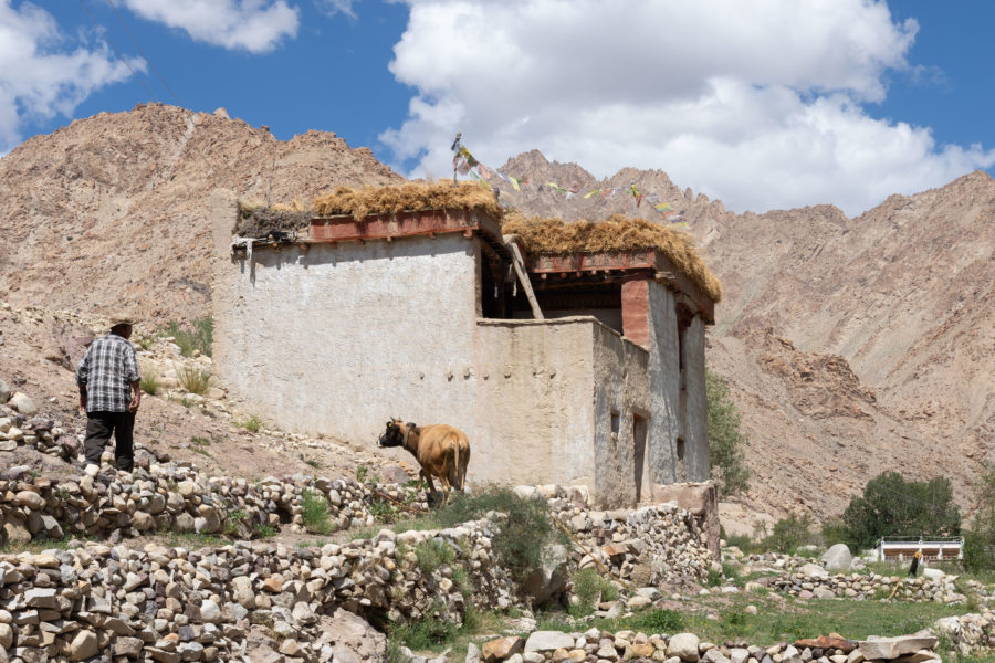 Campagne au Ladakh : village d'Hemis Shukpachen