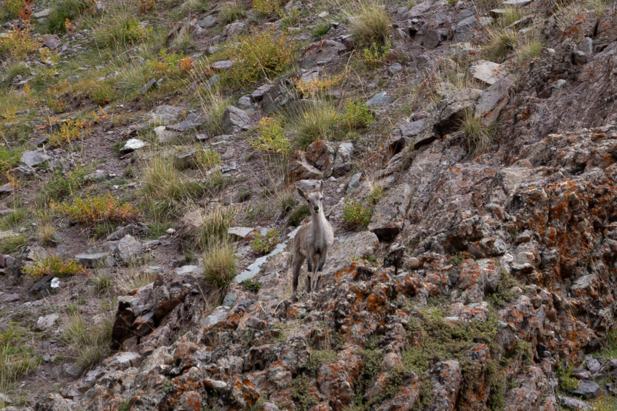 Bharal ou mouton bleu au Ladakh, Inde