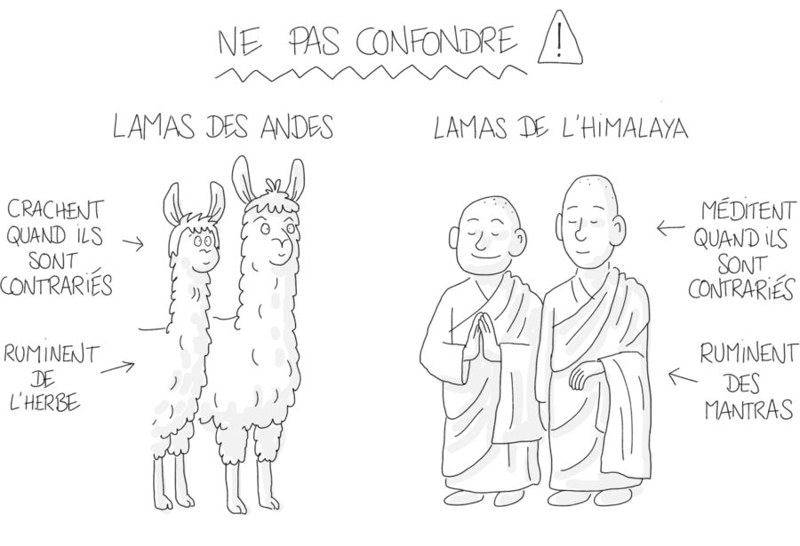 Dessin : ne pas confondre les lamas des Andes et de l'Himalaya