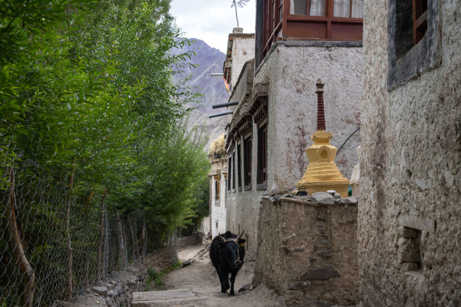 Vache dans le village de Rumbak au Ladakh