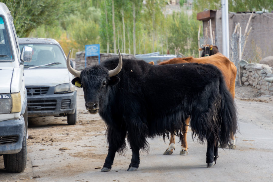Yak dans le village de Stok au Ladakh