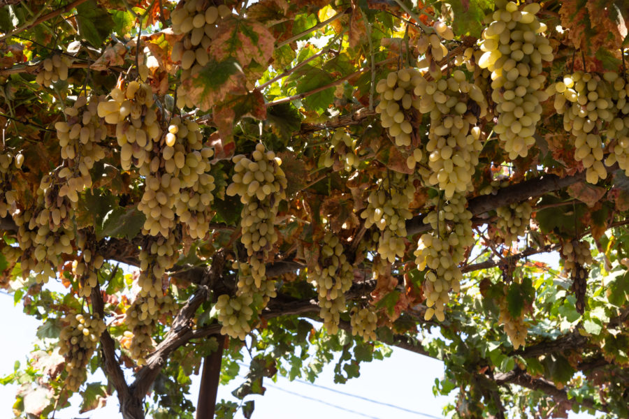 Vignes : la vallée de Ferghana à l'automne