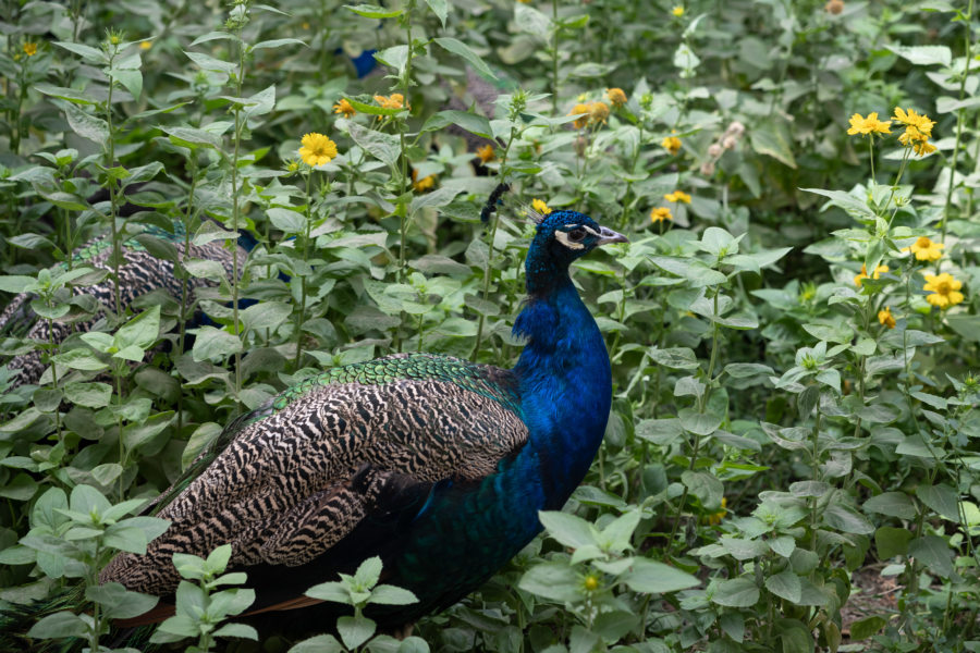 Paon dans le jardin du palais d'été de Boukhara