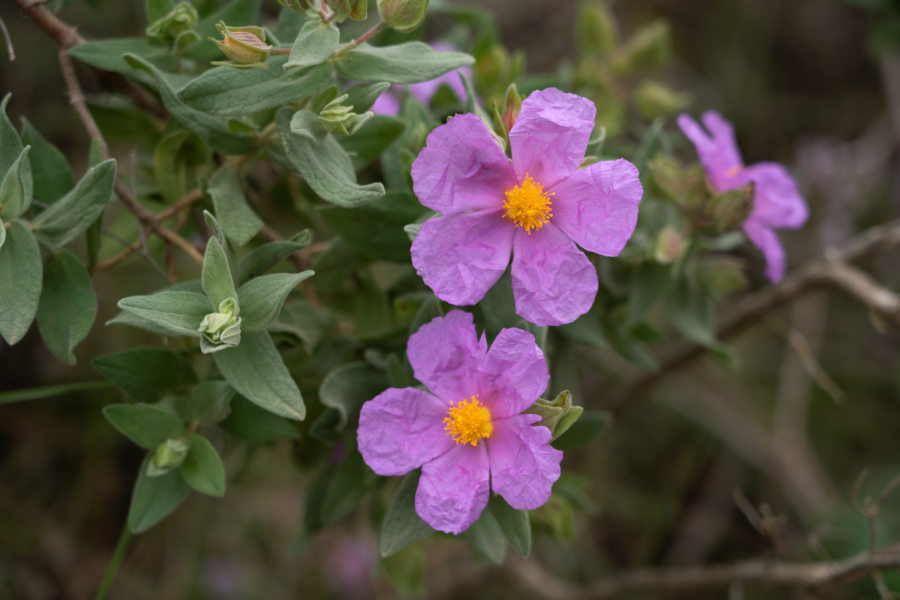 Cistes, fleurs au printemps en Espagne