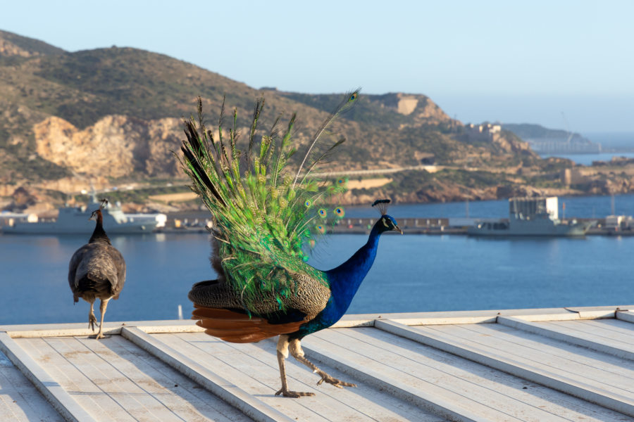 Paon au Parque Torres à Carthagène, Espagne