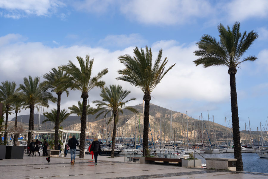 Port de Carthagène sous les palmiers