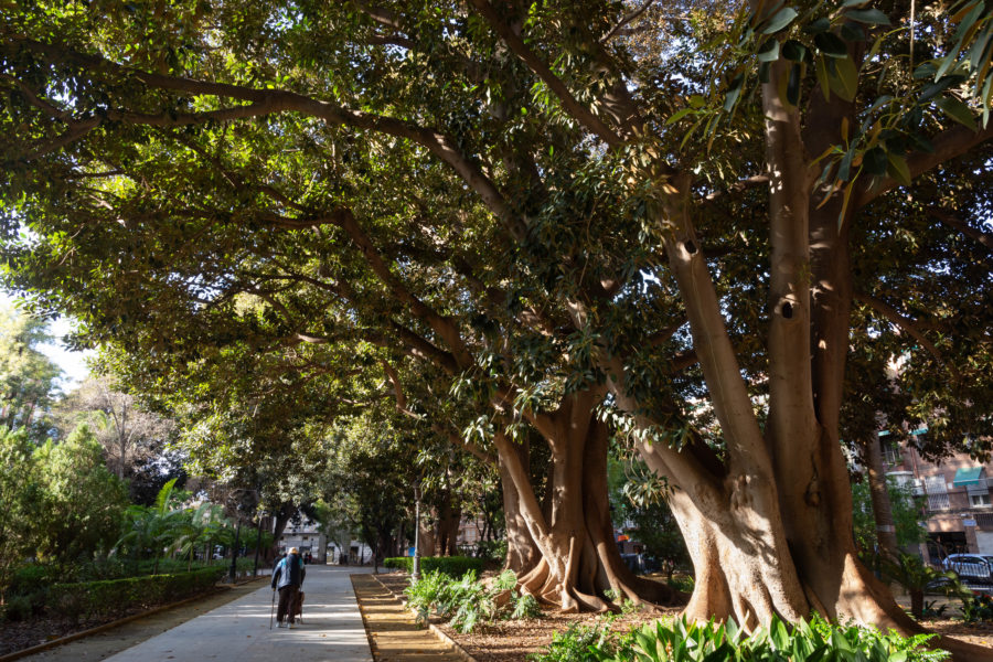 Vieux arbres caoutchoutiers à Murcie